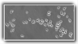 candida